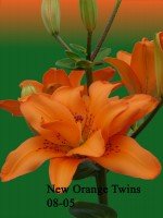 [Orange Blossom 2.jpg]
